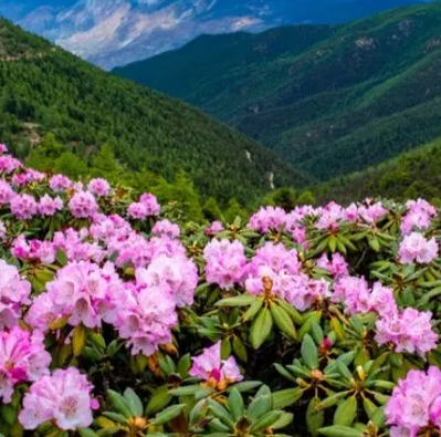 白马雪山高山杜鹃林