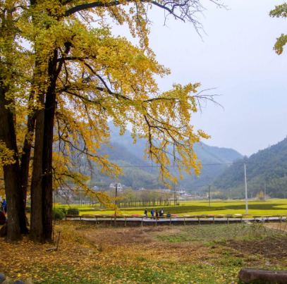 富阳杨家村