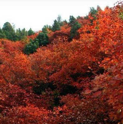 山东凤凰山