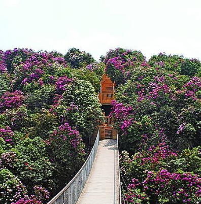 百里杜鹃湖