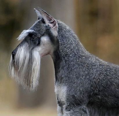 小型雪纳瑞犬