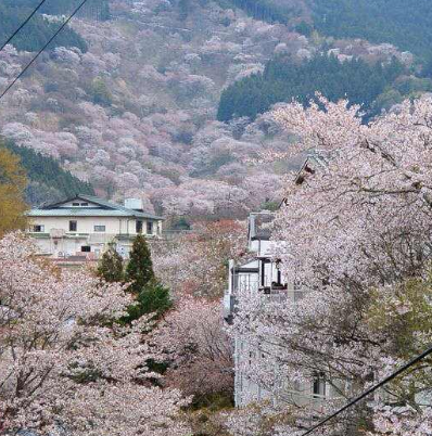 吉野山