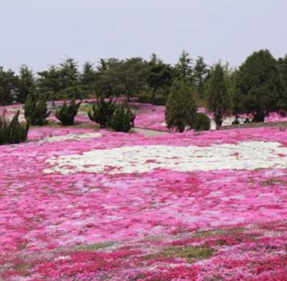 北海道花海