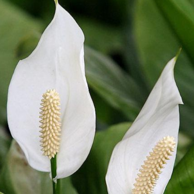 白鹤芋