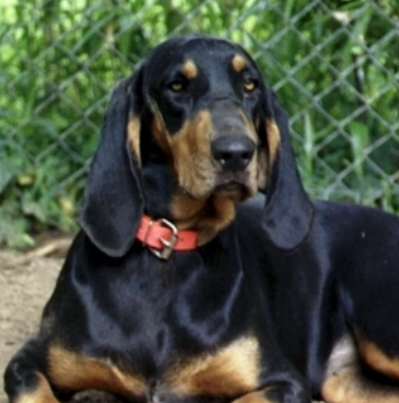 黑褐猎浣熊犬