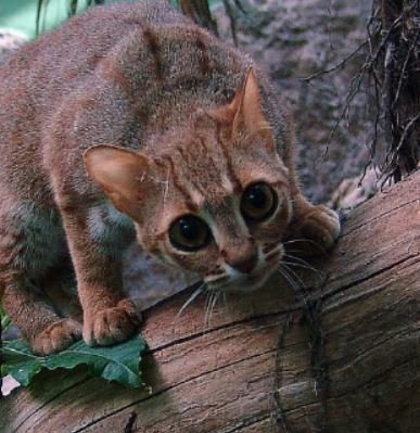 锈斑豹猫