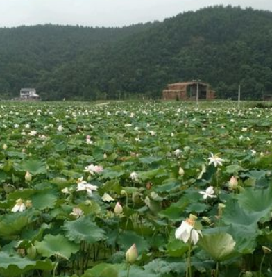 龙游天池荷花景区