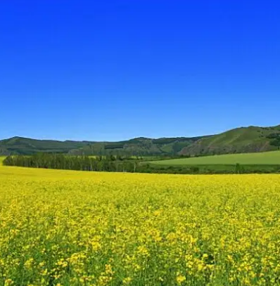 阿尔山高山油菜花