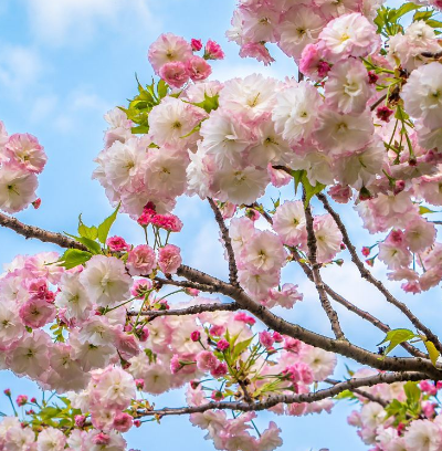 宜良山后樱花谷