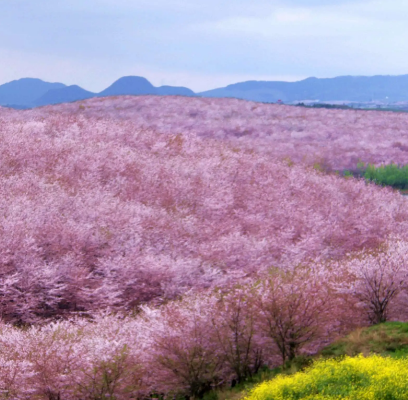 平坝百亩樱花园