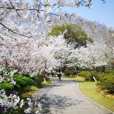 明孝陵樱花园