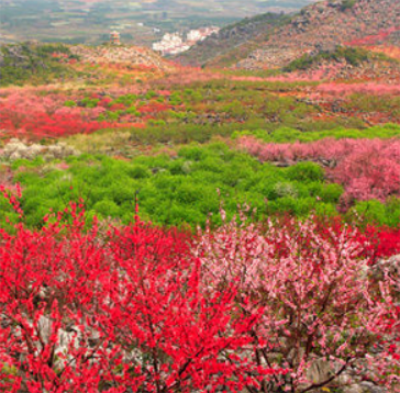 恭城桃花