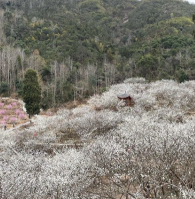 江沿村李花谷