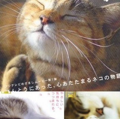 猫咪物语