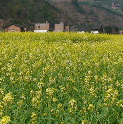 油菜