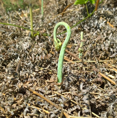 蕨菜