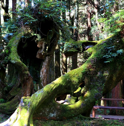 阿里山神木