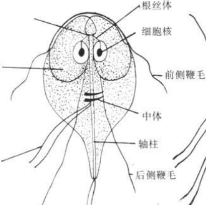 贾第虫