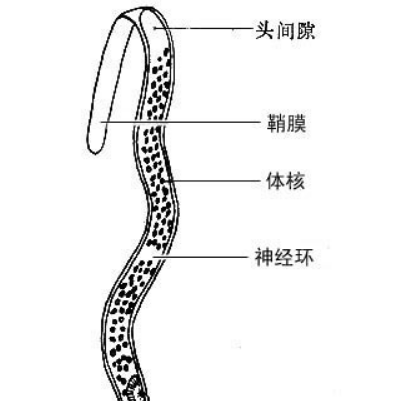 丝虫