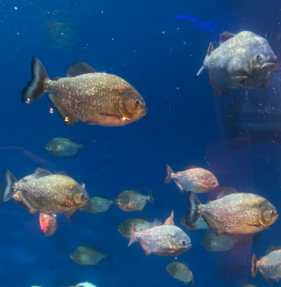 吉隆坡城中城水族馆