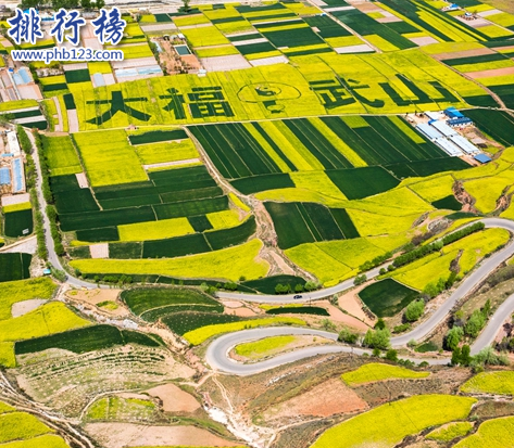 武山梯田油菜花