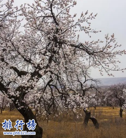 包拉温都杏树林