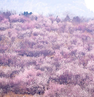 灵丘桃花山