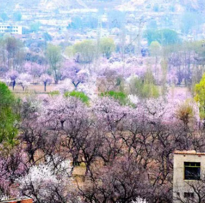 陇上杏花村