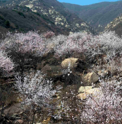 棋盘山十里杏花谷