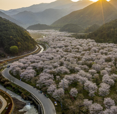 章镇樱花谷景区