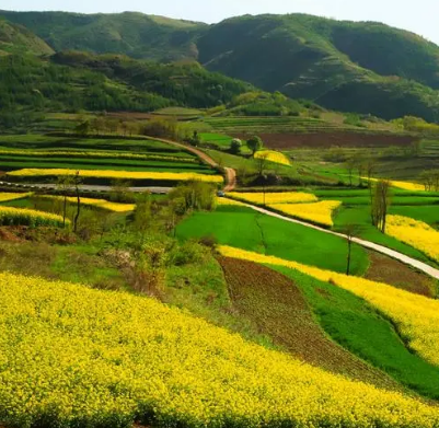 陇南山地油菜花