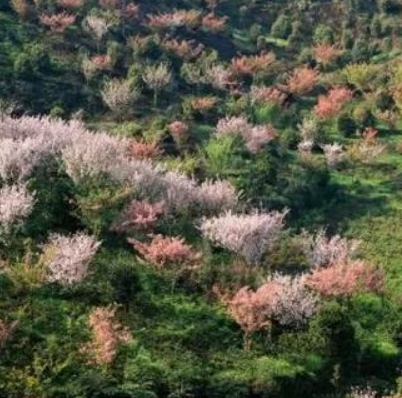 宜宾龙茶花海