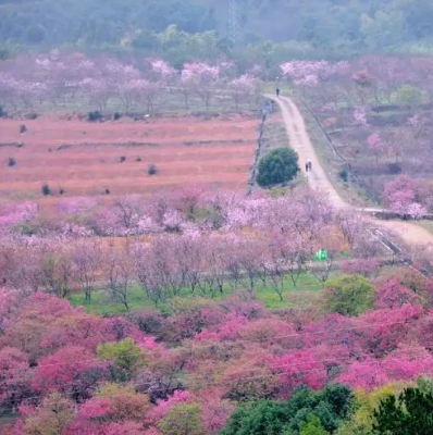 韶关樱花公园