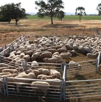 Texel Sheep Farm