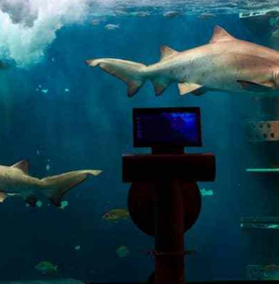 圣马洛大水族馆