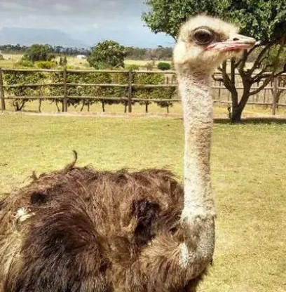 Ostrich Ranch