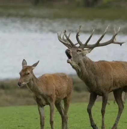 Parc Animalier de Sainte-Croix