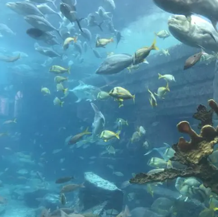 巴哈马室外水族馆