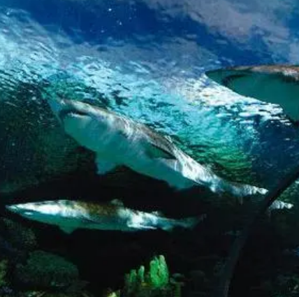 莱利大烟山水族馆