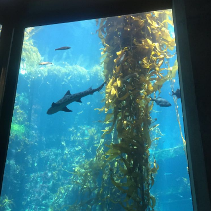 蒙特利湾水族馆