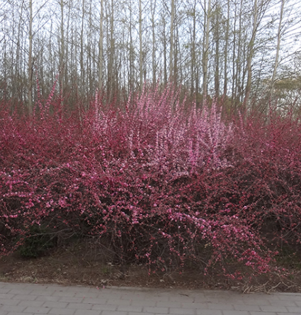 阿尔丁植物园