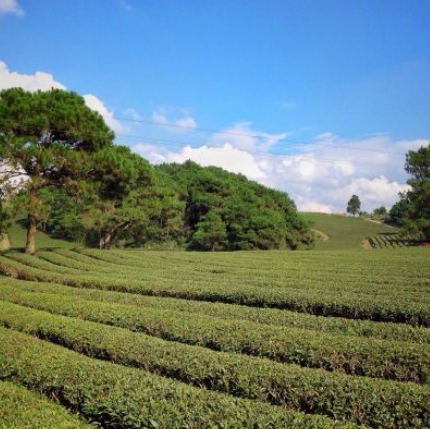 圣山茶场农家乐