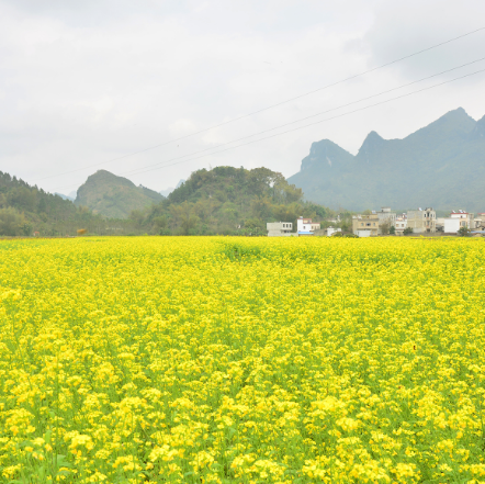 上林油菜花