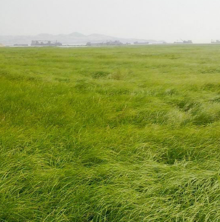 鄱阳湖大草原