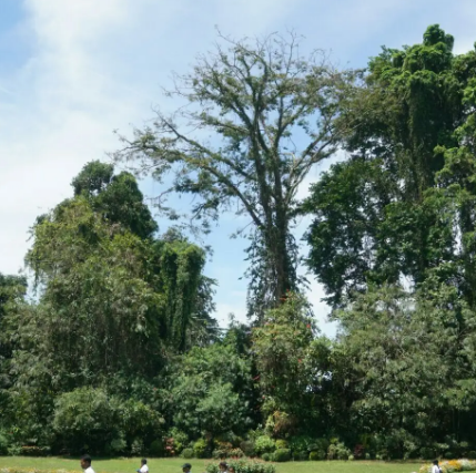 王家植物园