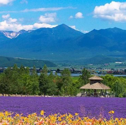 富良野花田