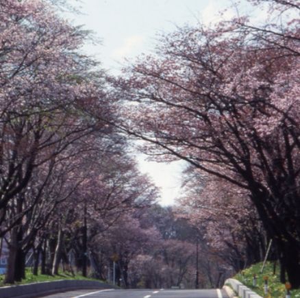 花之隧道