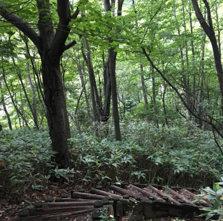 登别原始林