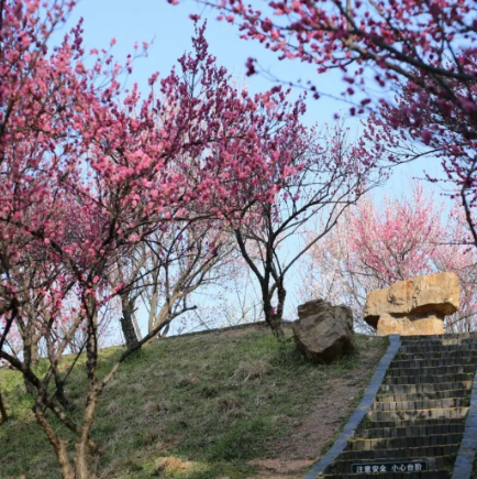 梅花山生态园