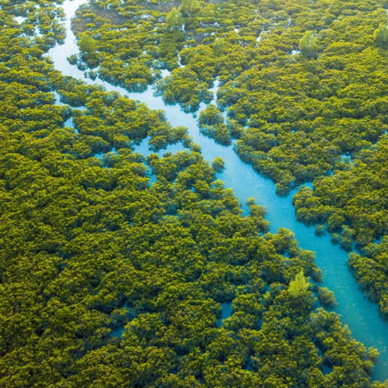 钦州湾红树林生态旅游区